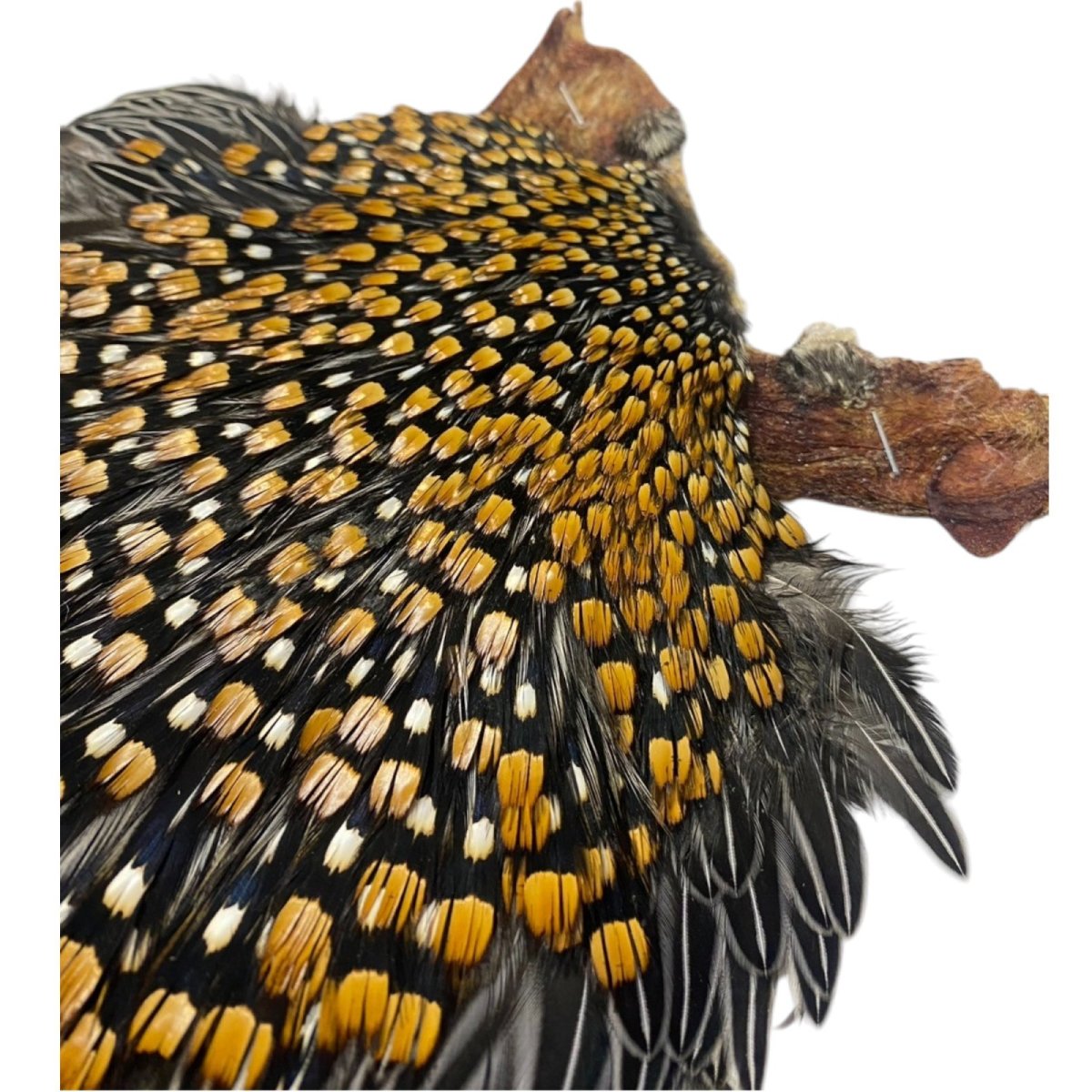 画像4: ジャングルコック NO37 JUNGLE COCK (4)