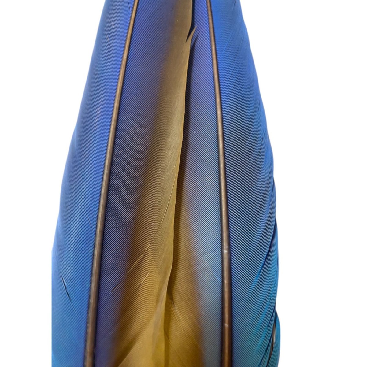 画像3: マコウ MACAW (3)