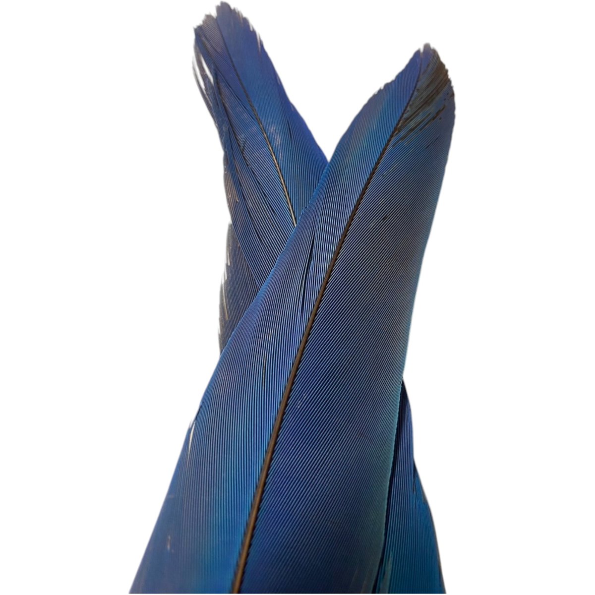 画像5: マコウ MACAW (5)