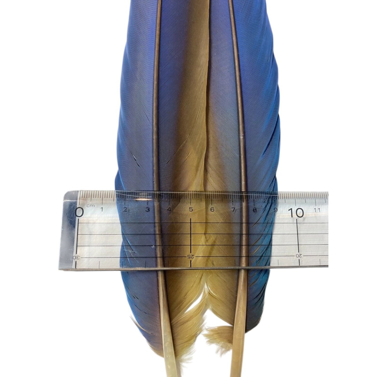 画像8: マコウ MACAW (8)