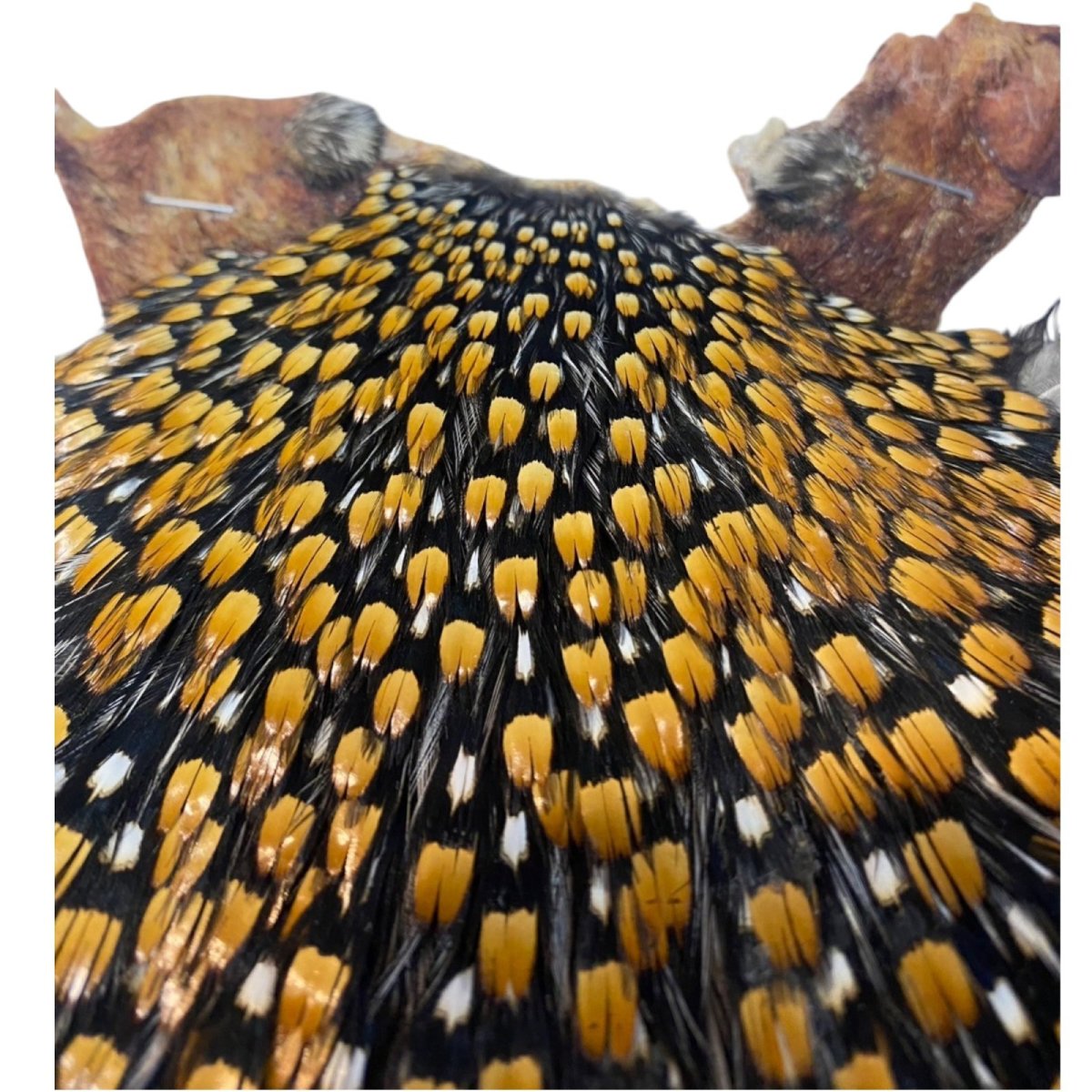 画像3: ジャングルコック NO37 JUNGLE COCK (3)