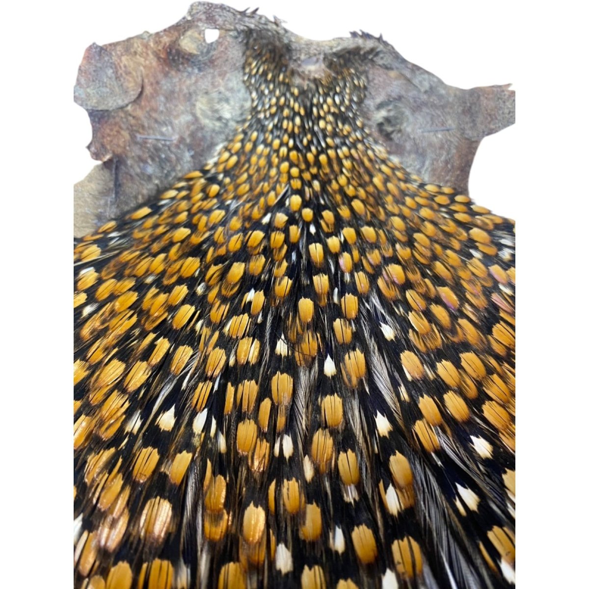 画像3: ジャングルコック NO30 JUNGLE COCK (3)