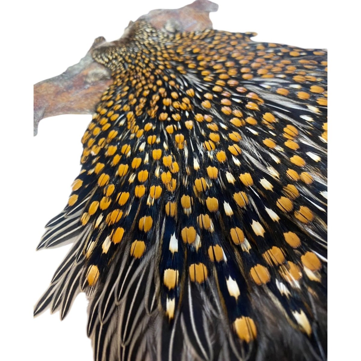 画像5: ジャングルコック NO36 JUNGLE COCK (5)