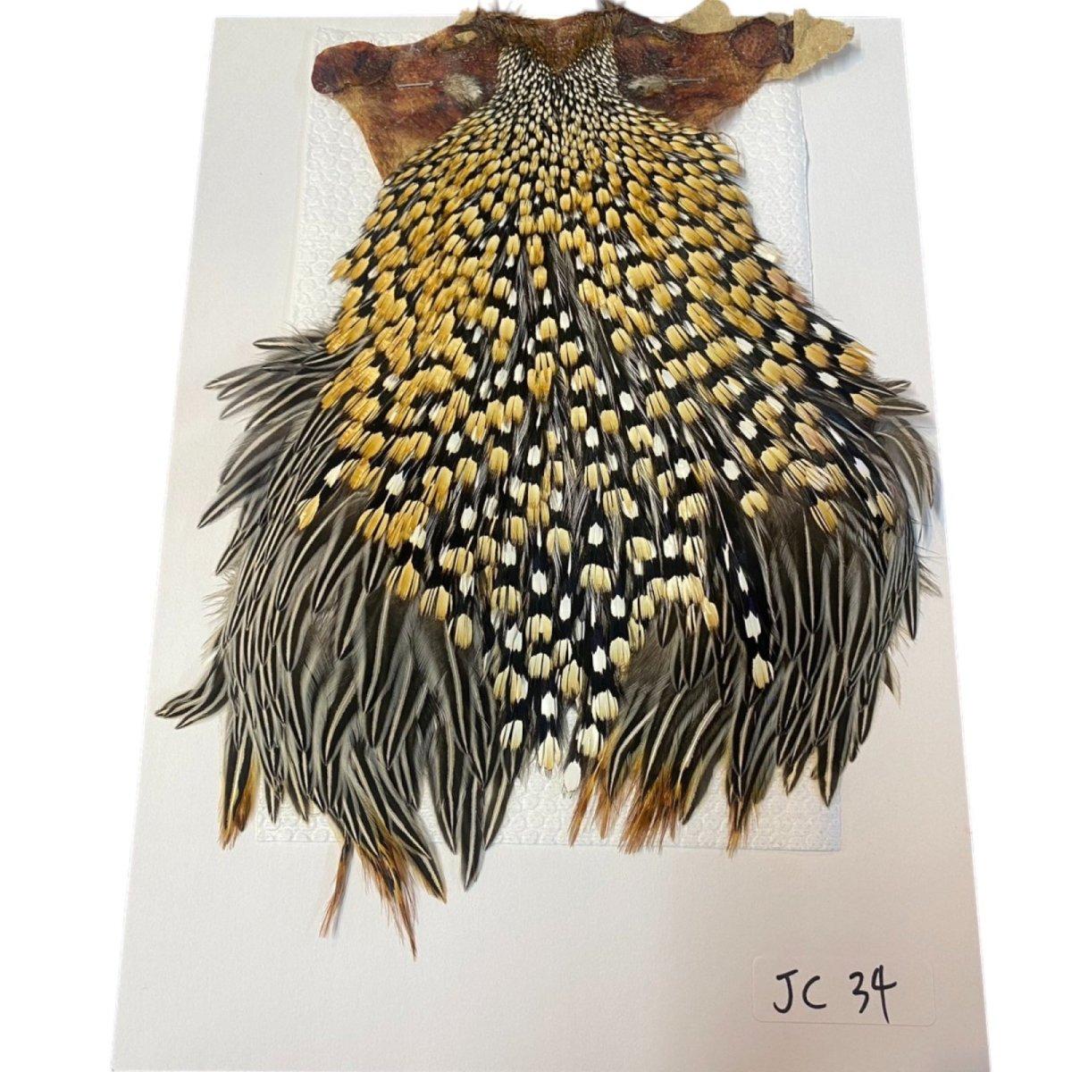 画像1: ジャングルコック　NO34　JUNGLE　COCK (1)