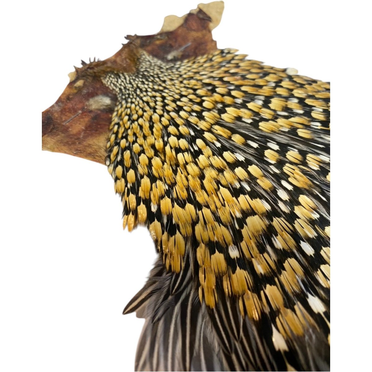 画像5: ジャングルコック NO34 JUNGLE COCK (5)