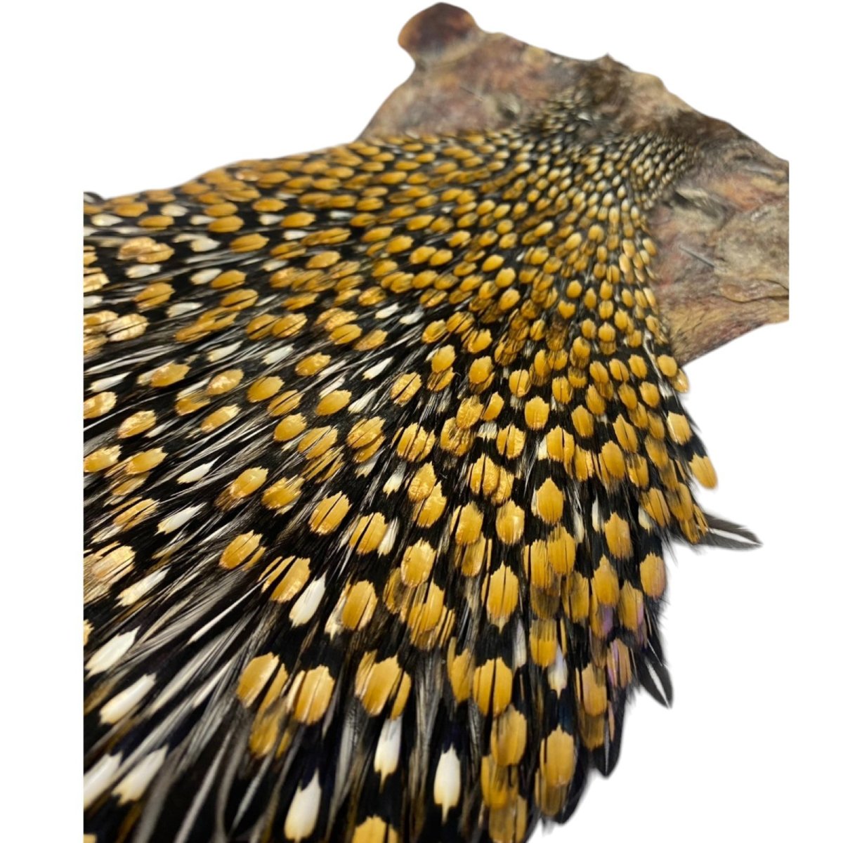 画像4: ジャングルコック NO31 JUNGLE COCK (4)