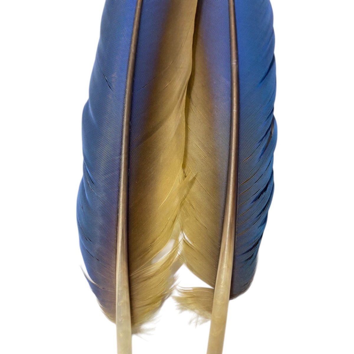 画像2: マコウ MACAW (2)