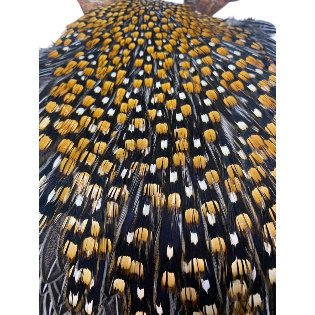 画像2: ジャングルコック NO37 JUNGLE COCK (2)