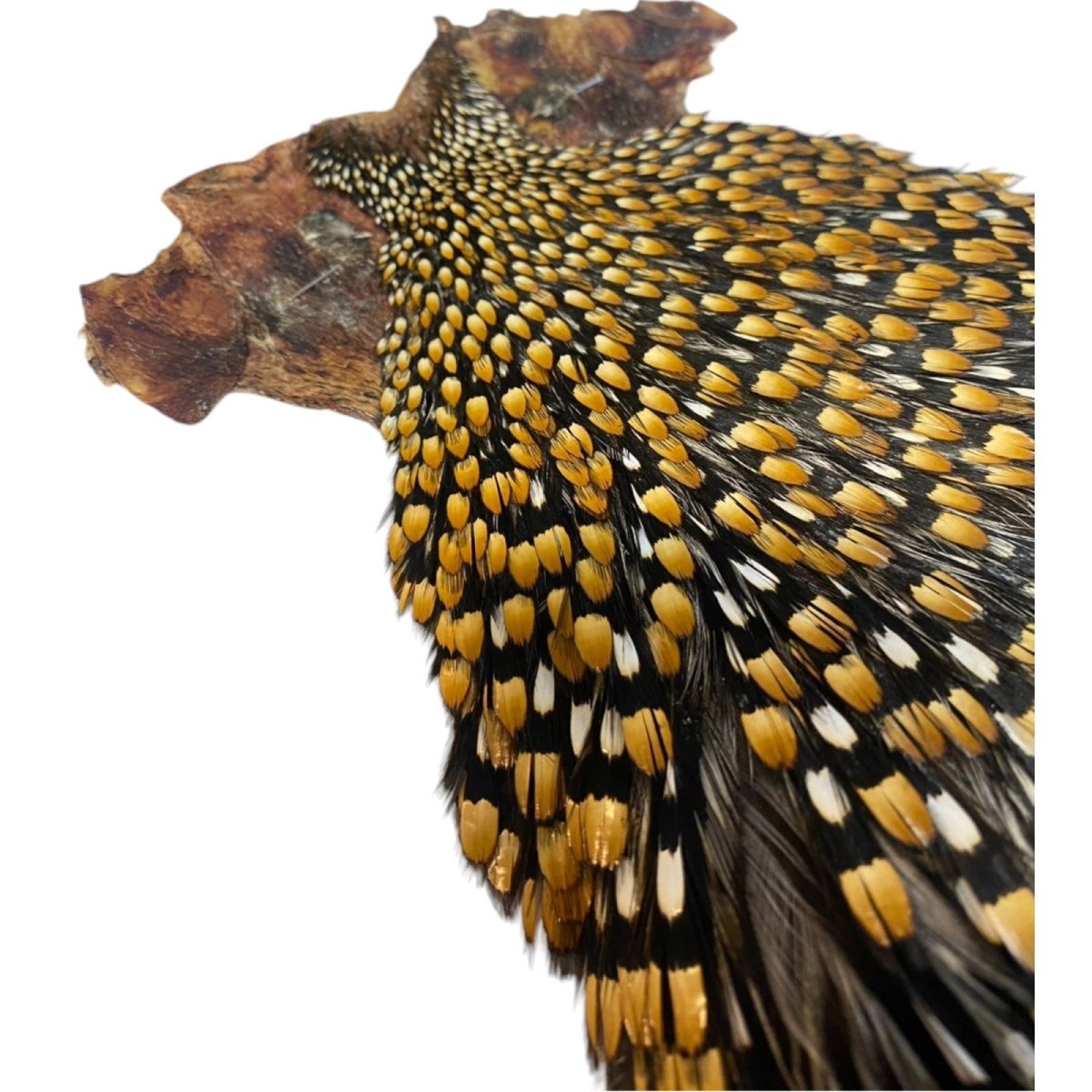 画像5: ジャングルコック NO35 JUNGLE COCK (5)