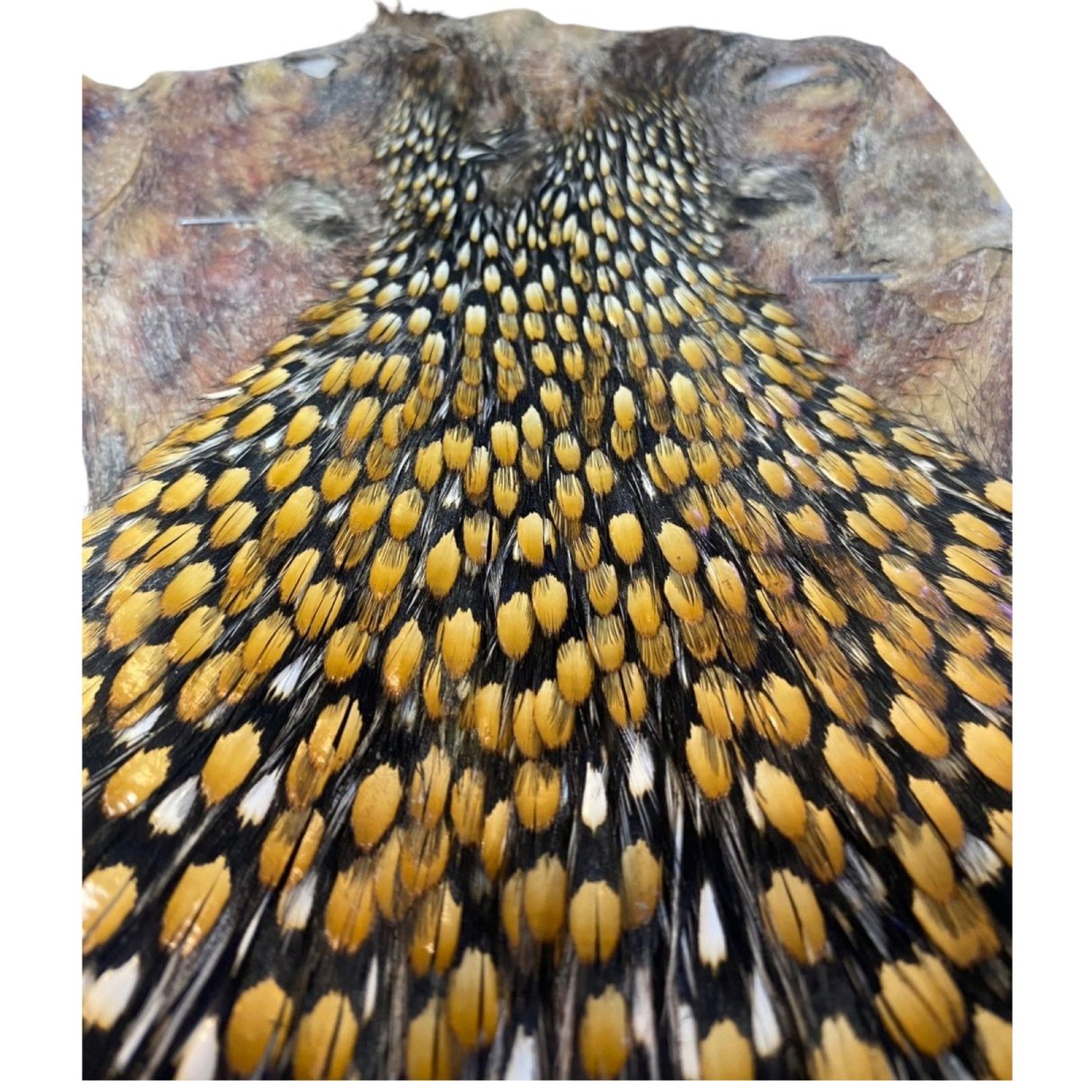 画像3: ジャングルコック NO31 JUNGLE COCK (3)