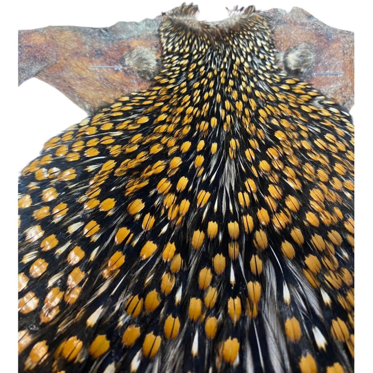 画像3: ジャングルコック NO36 JUNGLE COCK (3)