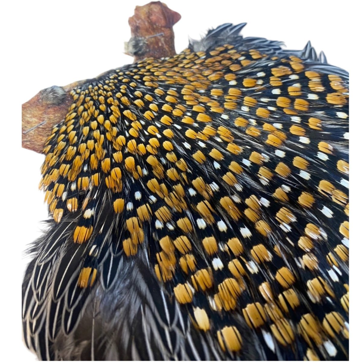 画像5: ジャングルコック NO37 JUNGLE COCK (5)