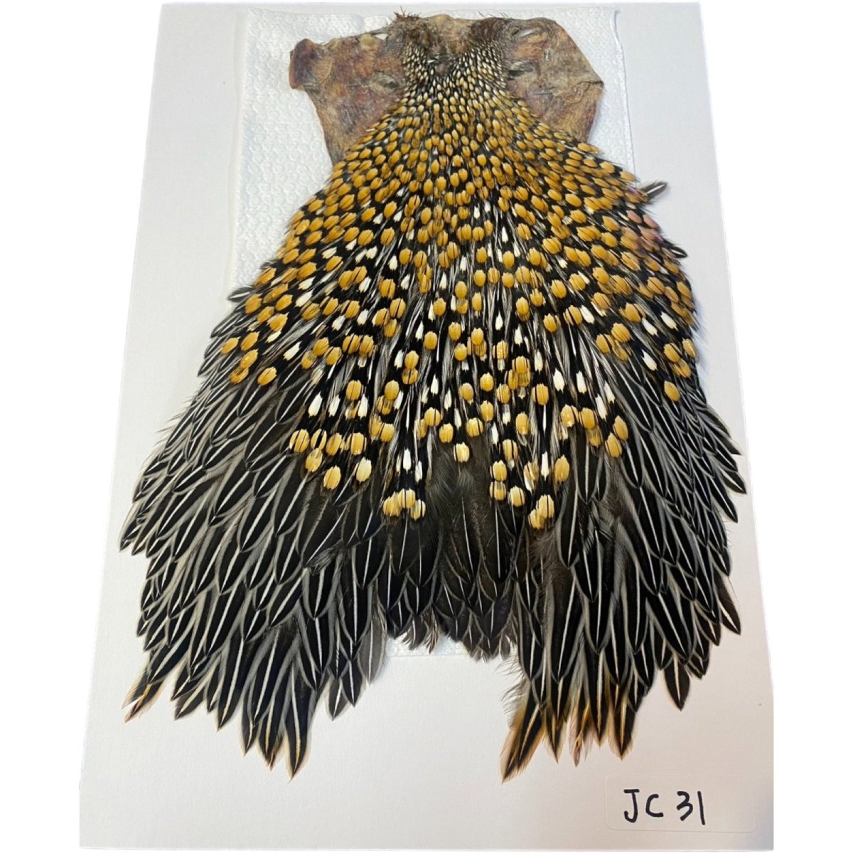 画像1: ジャングルコック　NO31　JUNGLE　COCK (1)