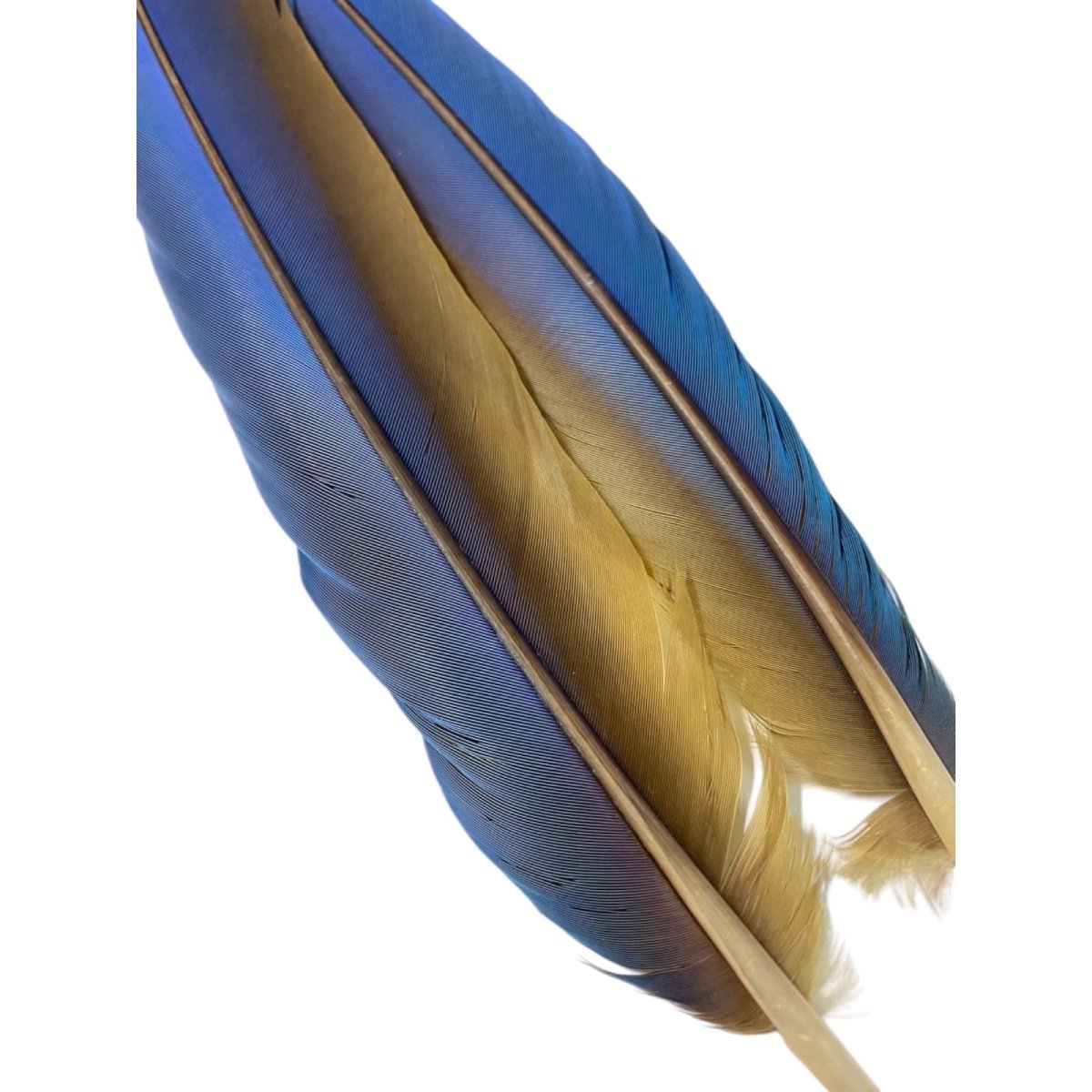 画像6: マコウ MACAW (6)