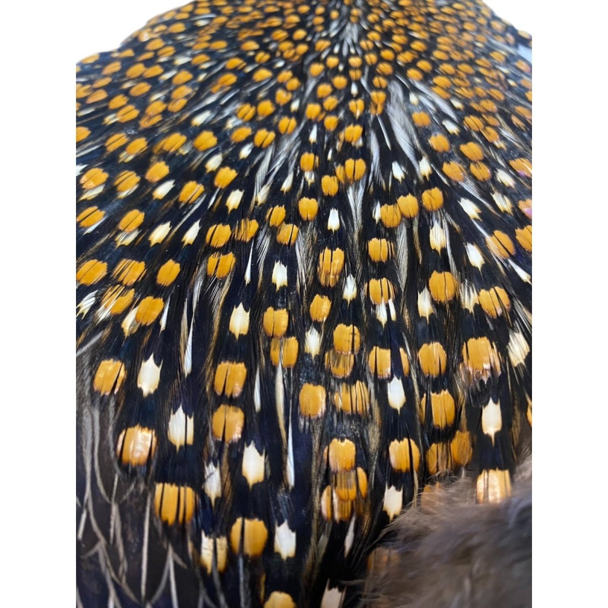 画像2: ジャングルコック NO36 JUNGLE COCK (2)