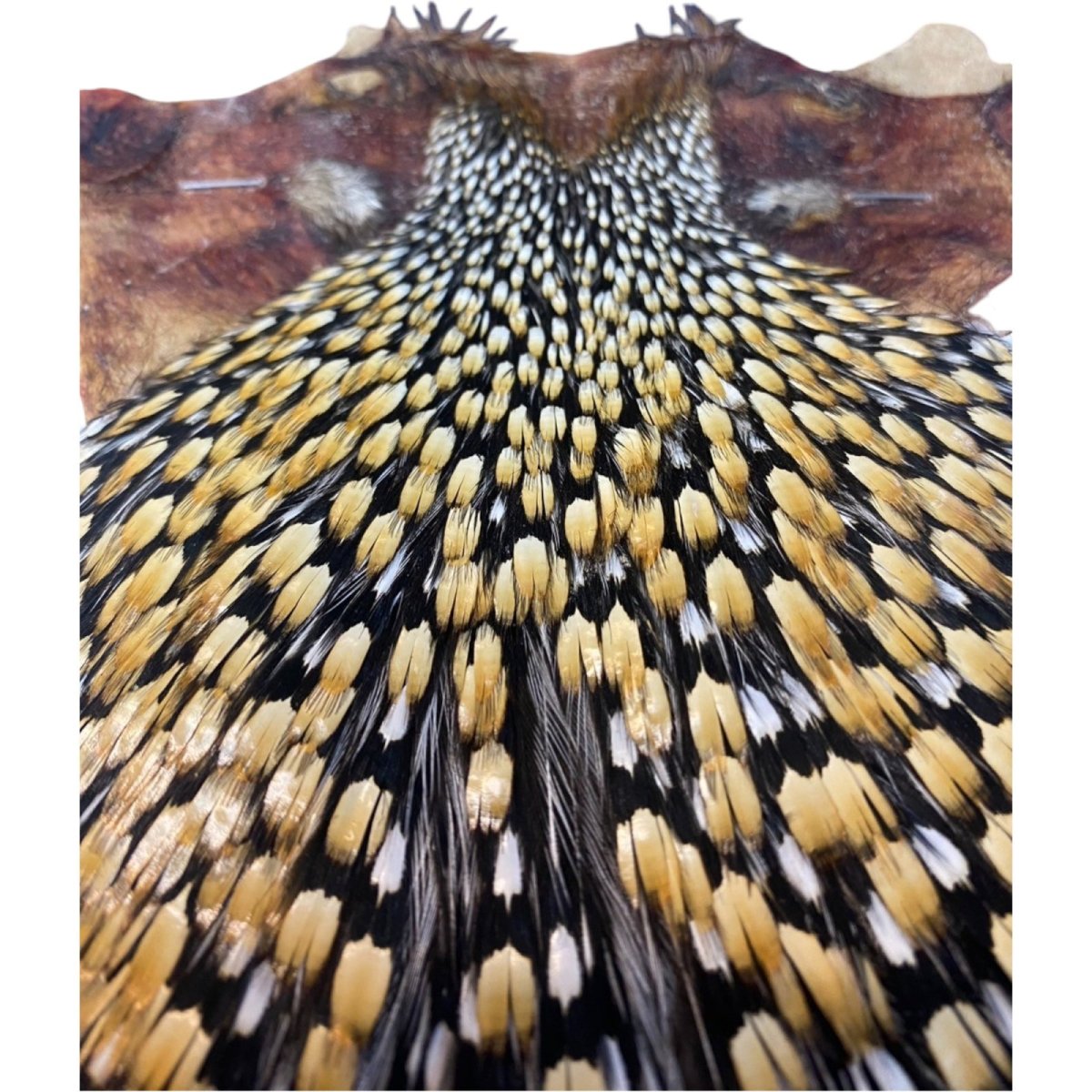 画像3: ジャングルコック NO34 JUNGLE COCK (3)