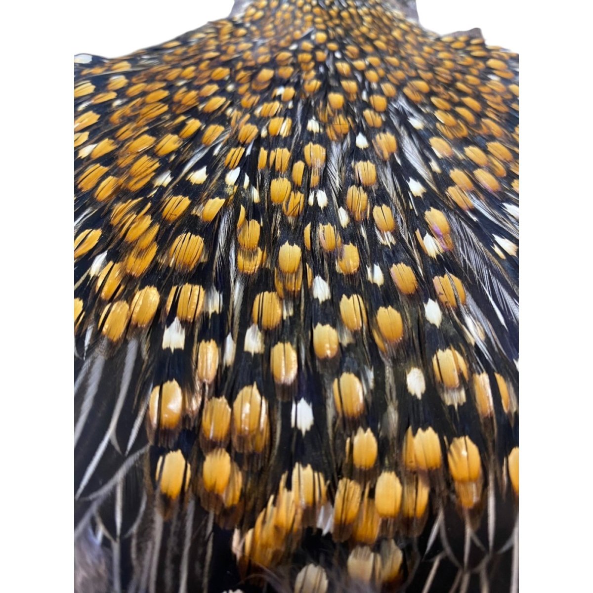 画像2: ジャングルコック NO30 JUNGLE COCK (2)