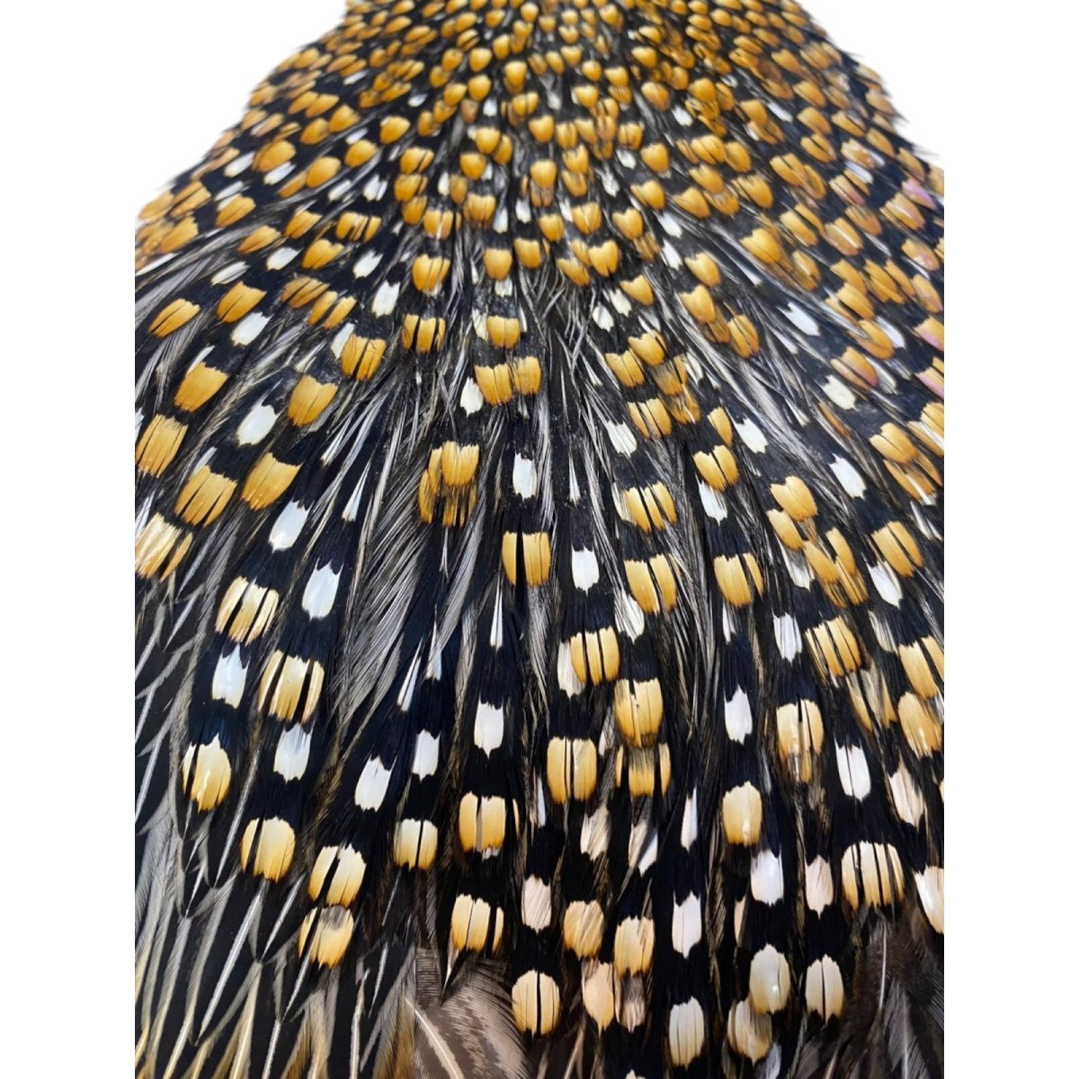 画像2: ジャングルコック NO35 JUNGLE COCK (2)