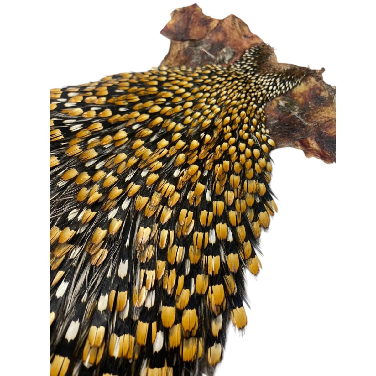 画像4: ジャングルコック NO35 JUNGLE COCK (4)