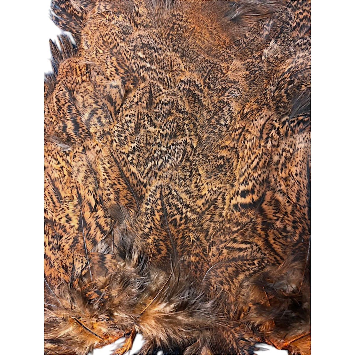 画像4: WHITING Coq de Leon Rooster & Hen Soft Hackle with Chickabou チカブー ダイドシュリンプオレンジ CB8 ホワイティング  (4)