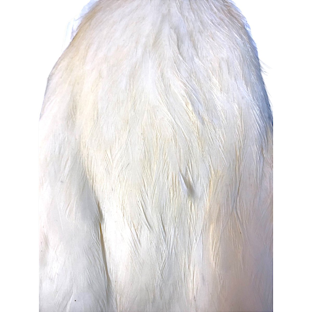 画像2: WHITING Coq de Leon Hen Cape ヘンケープ ホワイト  HC1 ホワイティング  (2)