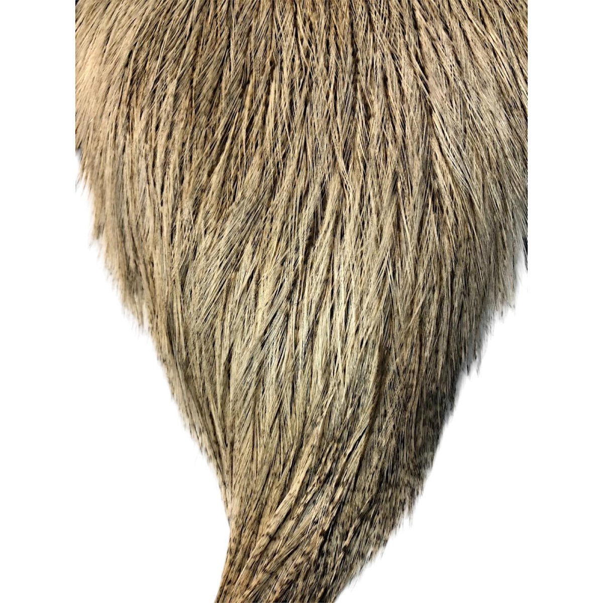 画像3: WHITING Coq de Leon Rooster Cape ルースターケープ クリームバジャー RC19 ホワイティング  (3)