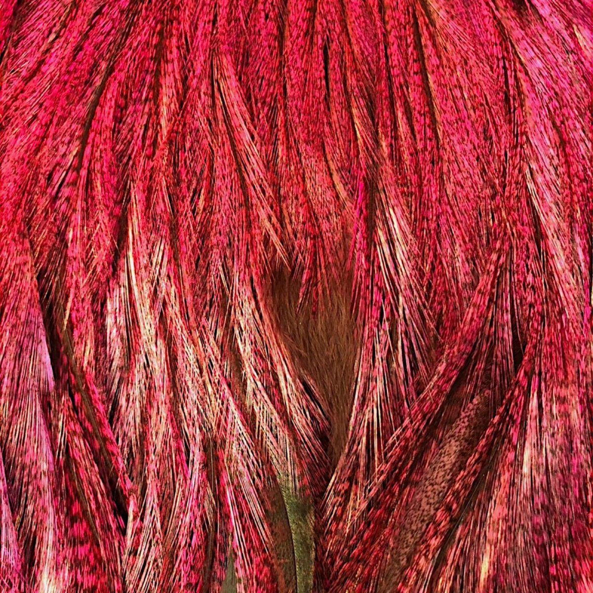 画像3: WHITING Coq de Leon Rooster Saddle ルースターサドル ダイドピンク Bronze Grade  BS10 ホワイティング  (3)