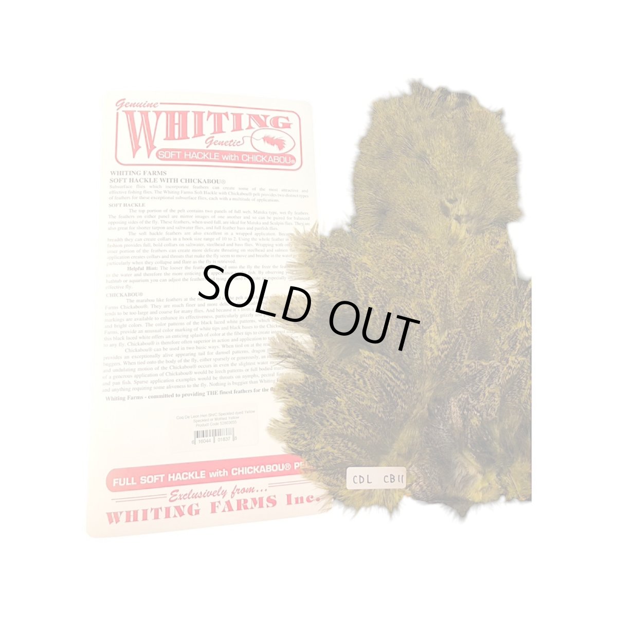 画像1: WHITING Coq de Leon Rooster & Hen Soft Hackle with Chickabou チカブー ダイドイエロー CB11 ホワイティング  (1)