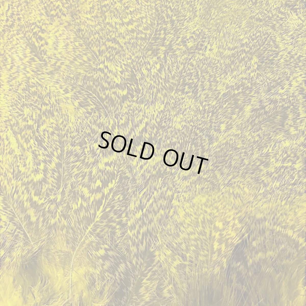 画像4: WHITING Coq de Leon Rooster & Hen Soft Hackle with Chickabou チカブー FLイエローチャート CB6 ホワイティング  (4)