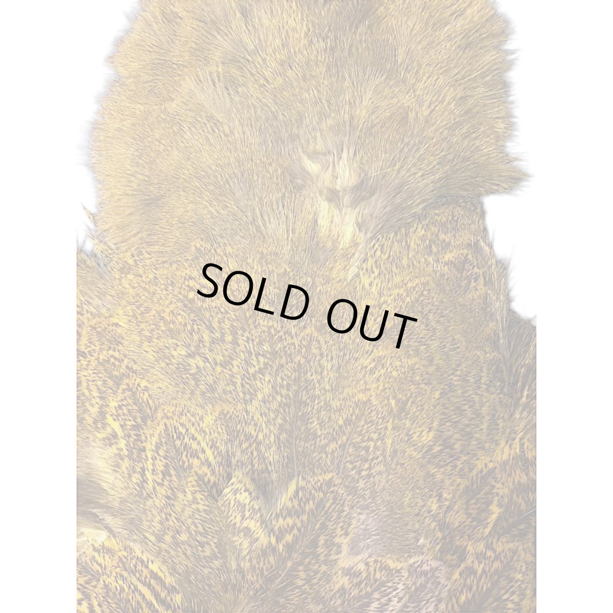 画像3: WHITING Coq de Leon Rooster & Hen Soft Hackle with Chickabou チカブー ダイドイエロー CB11 ホワイティング  (3)