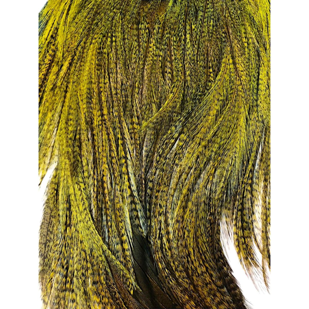 画像3: WHITING Coq de Leon Rooster Saddle ルースターサドル FLイエローチャート Bronze Grade  BS12 ホワイティング  (3)