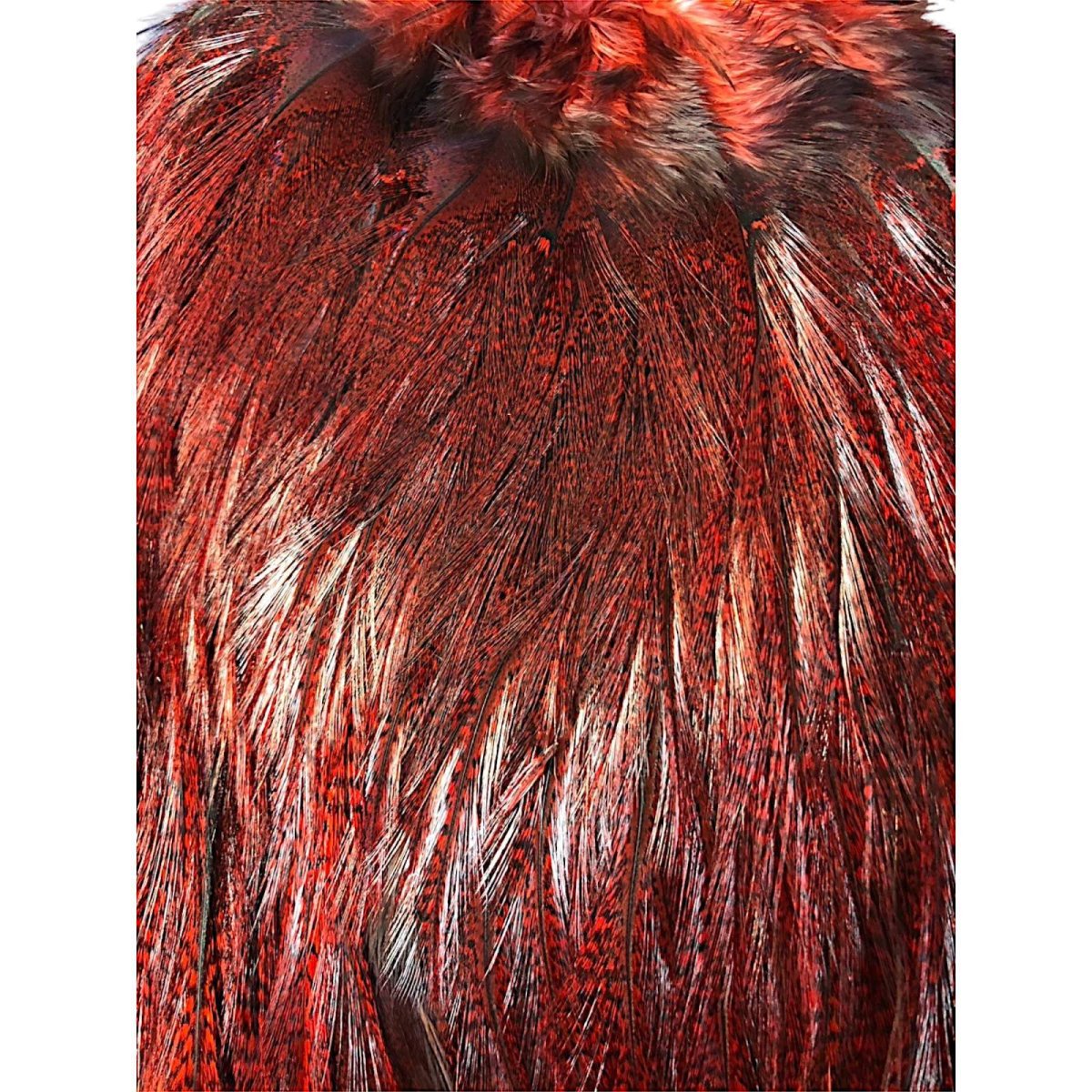 画像2: WHITING Coq de Leon Rooster Saddle ルースターサドル ダイドレッド Bronze Grade  BS4 ホワイティング  (2)