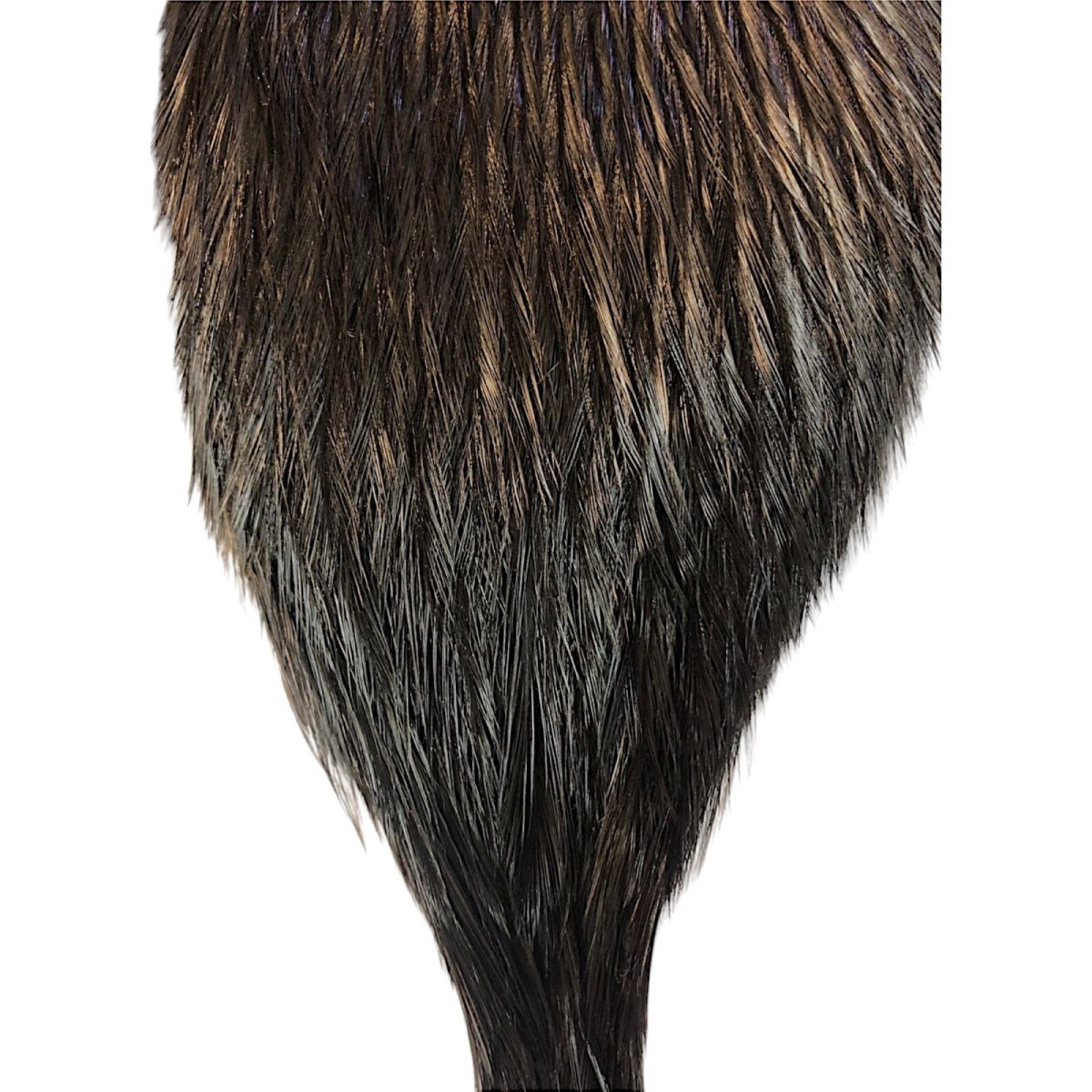 画像3: WHITING Coq de Leon Rooster Cape ルースターケープ ブラック RC15 ホワイティング  (3)