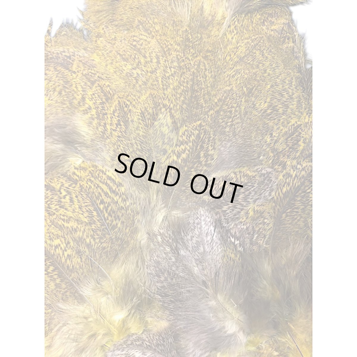 画像4: WHITING Coq de Leon Rooster & Hen Soft Hackle with Chickabou チカブー ダイドイエロー CB11 ホワイティング  (4)