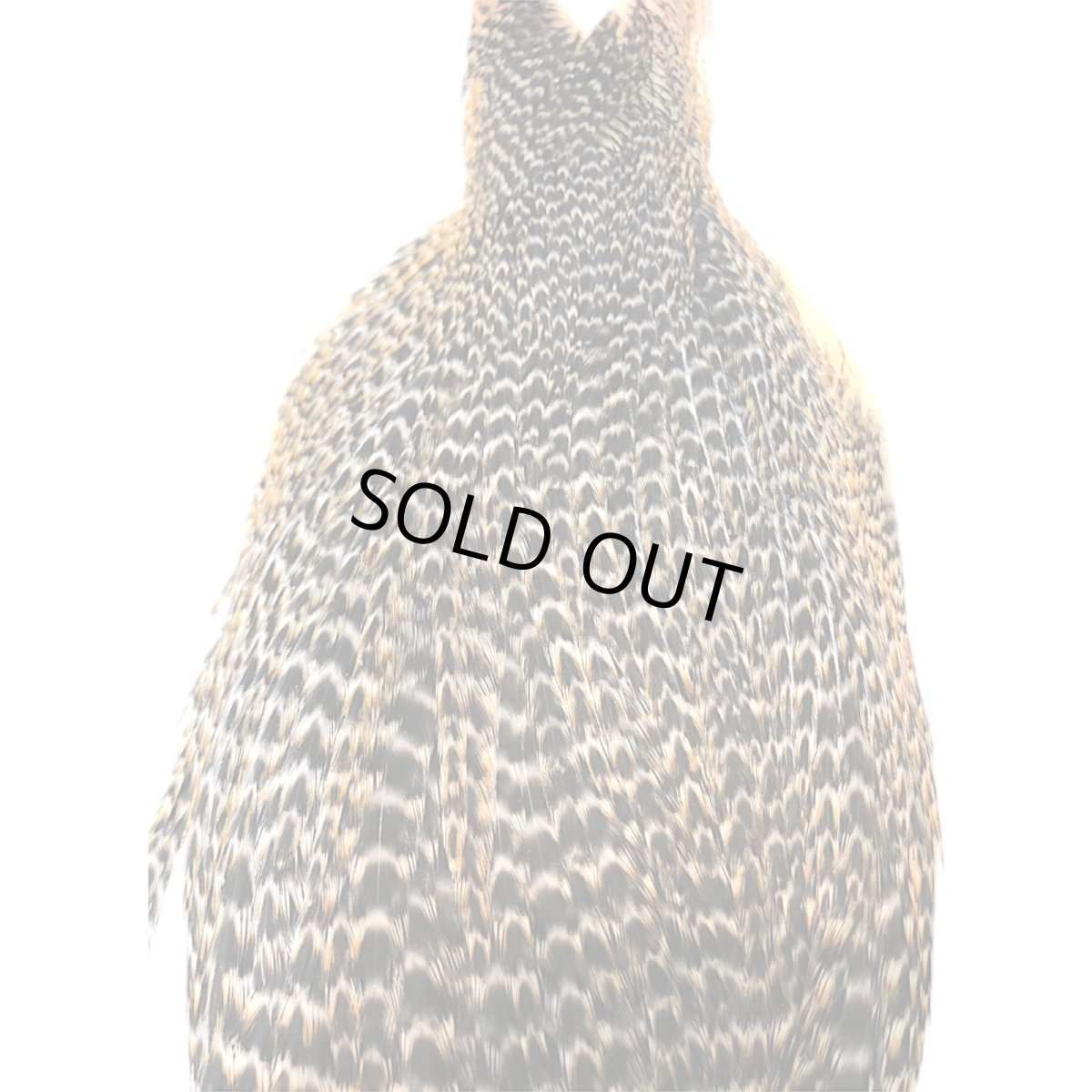 画像2: WHITING Hen Cape ヘンケープ グリズリー HHHEC1 ホワイティング  (2)