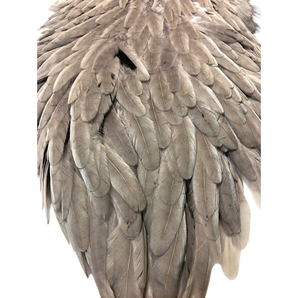 画像3: WHITING Hen Saddle ヘンサドル ミディアムダン HES3 ホワイティング  (3)