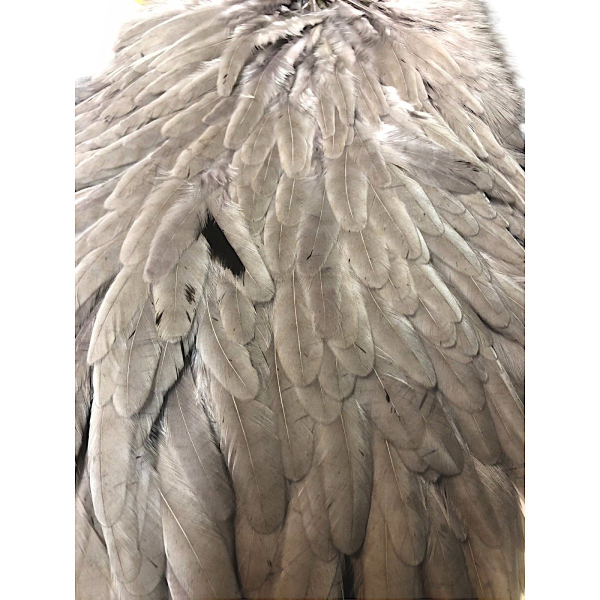 画像2: WHITING Hen Saddle ヘンサドル ミディアムダン HES3 ホワイティング  (2)