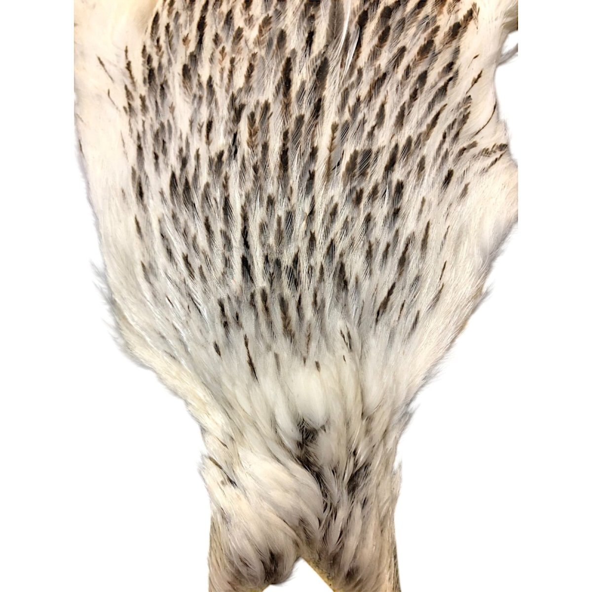 画像4: WHITING 4B Hen Cape ヘンケープ バリアント HEC2 ホワイティング  (4)