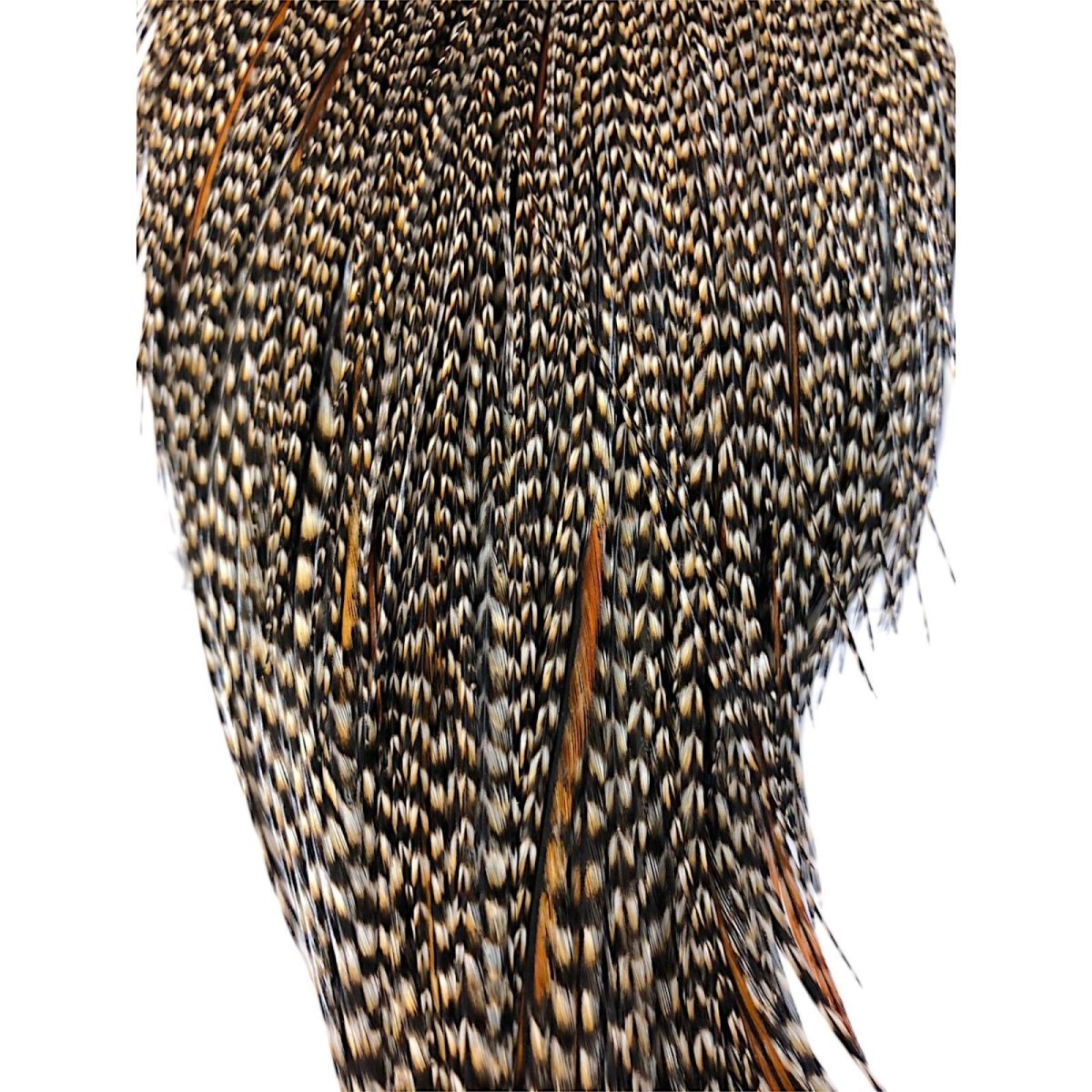画像3: WHITING　Rooster Cape　ルースターケープ　グリズリーバリアント　Silver Grade 　SWC9　ホワイティング　 (3)