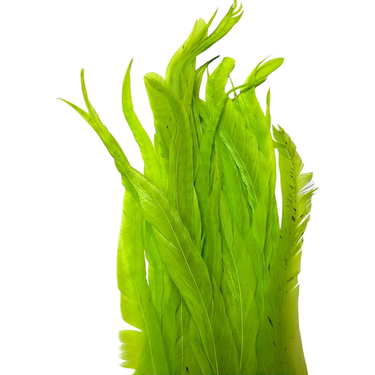 画像3: WHITING  SCHLAPPEN  シュラッペンバンドル10-14 ダイドFLグリーンチャート SCHBD6 ホワイティング  (3)