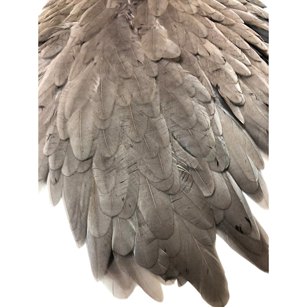 画像3: WHITING Hen Saddle ヘンサドル ミディアムダン HES4 ホワイティング  (3)