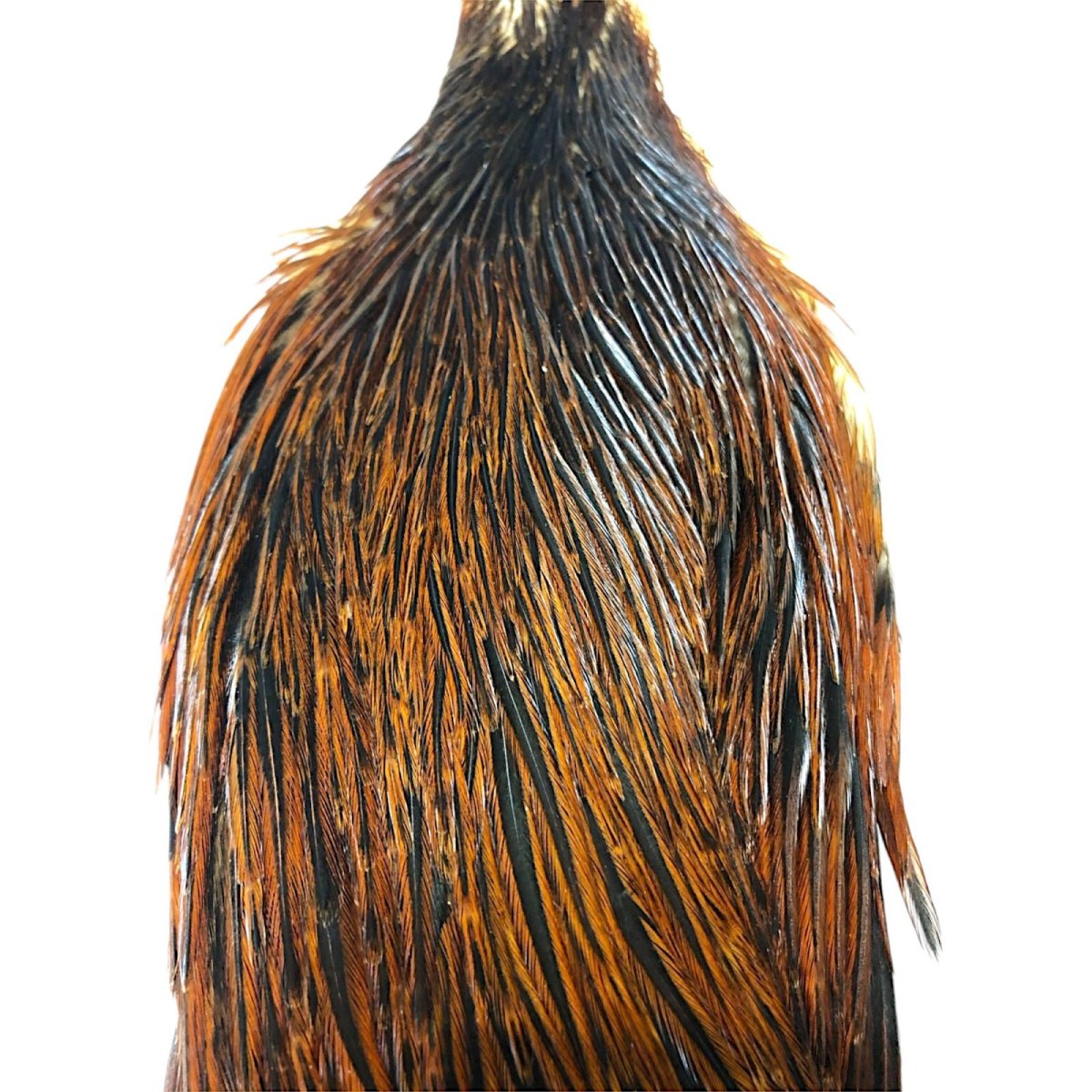 画像2: WHITING　Hen Cape　ヘンケープ　ブラウン　HHHEC3　ホワイティング　 (2)
