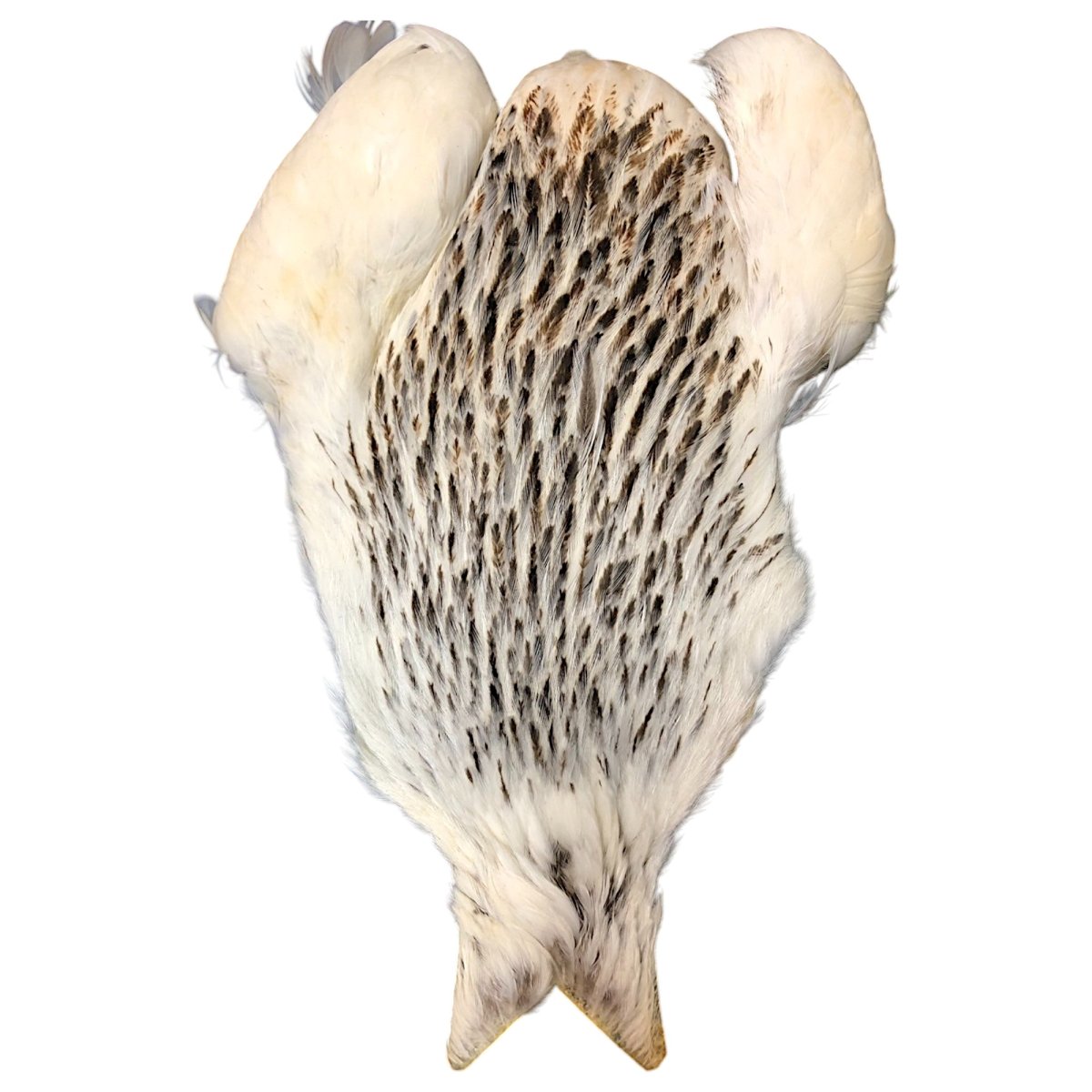 画像2: WHITING 4B Hen Cape ヘンケープ バリアント HEC2 ホワイティング  (2)