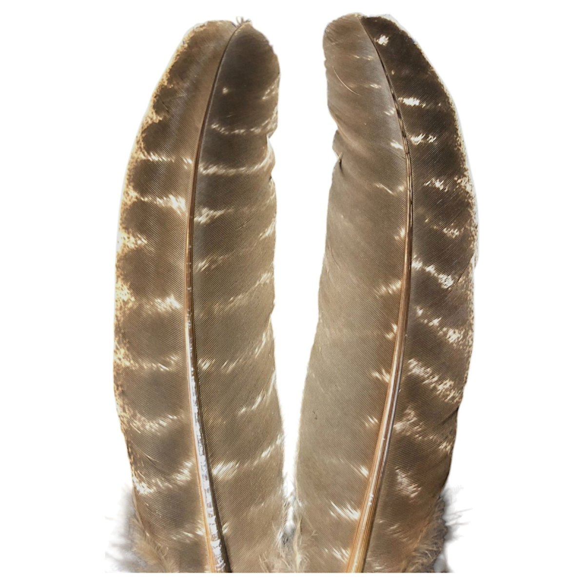 画像2: CANAL キャナル ターキークイル モッドルドTQ2 TURKEY QUILL MOTTLED (2)