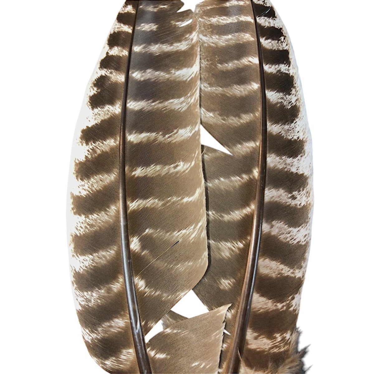 画像2: CANAL キャナル ターキークイル モッドルドNO4  TQ6 TURKEY QUILL MOTTLED (2)