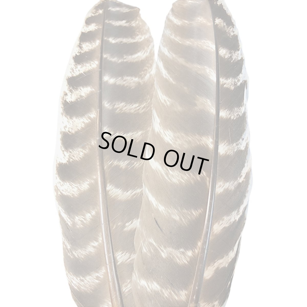 画像2: CANAL キャナル ターキークイル モッドルドNO4  TQ4 TURKEY QUILL MOTTLED (2)