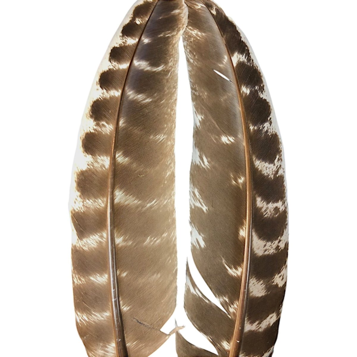 画像2: CANAL キャナル ターキークイル モッドルドNO4  TQ5 TURKEY QUILL MOTTLED (2)