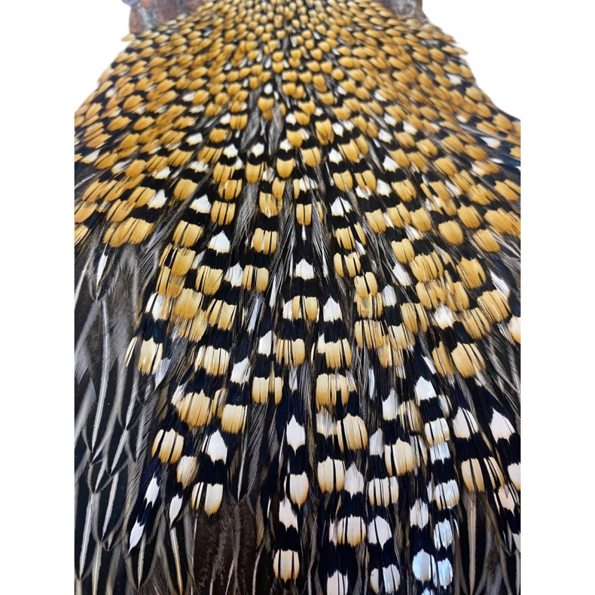 画像2: ジャングルコック NO41 JUNGLE COCK (2)