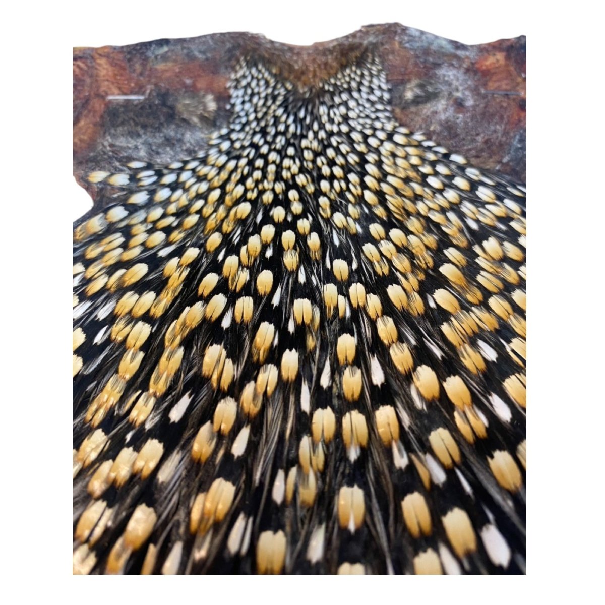 画像3: ジャングルコック NO43(長め) JUNGLE COCK (3)