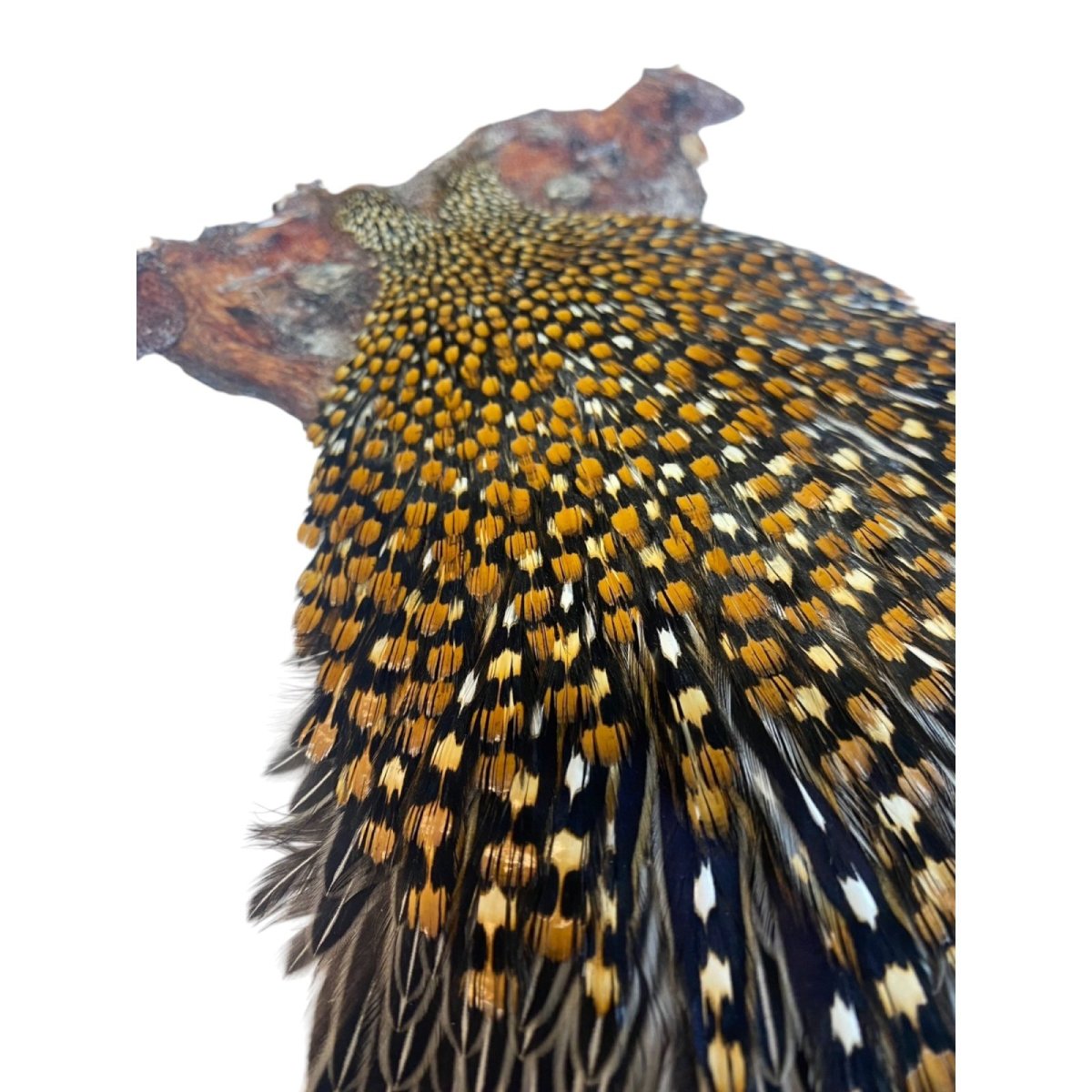 画像5: ジャングルコック NO38 JUNGLE COCK (5)